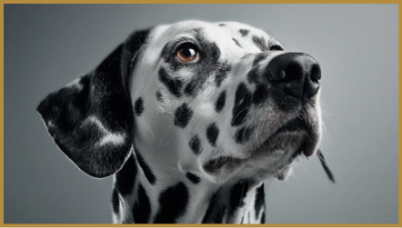 A close-up of a Dalmatian dog looking attentively to the side against a plain gray background. Description generated by AI