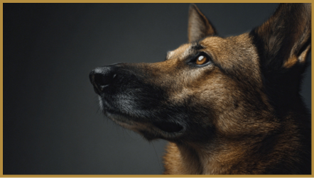 A close-up side profile of a German Shepherd dog looking attentively upward against a dark background. Description generated by AI